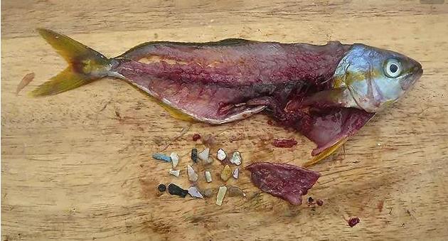 震驚！首次確認：人體已被微塑料污染！
